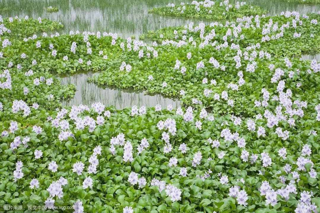 水葫芦因繁殖力强容易泛滥，但其饲用、药用、观赏价值高，值得关注
