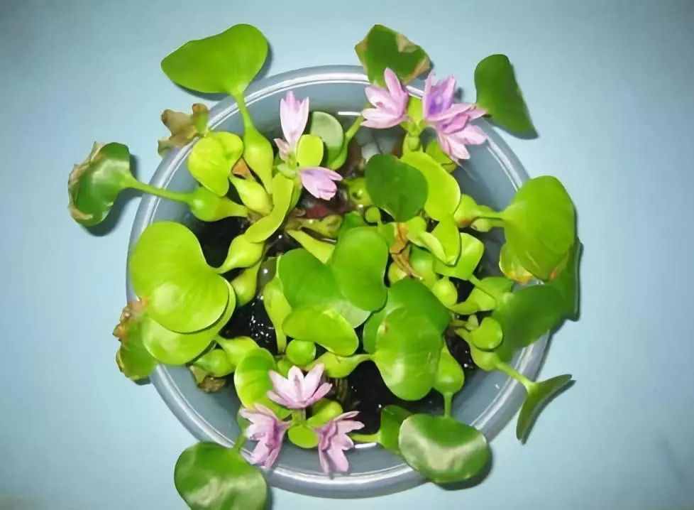 水葫芦因繁殖力强容易泛滥，但其饲用、药用、观赏价值高，值得关注
