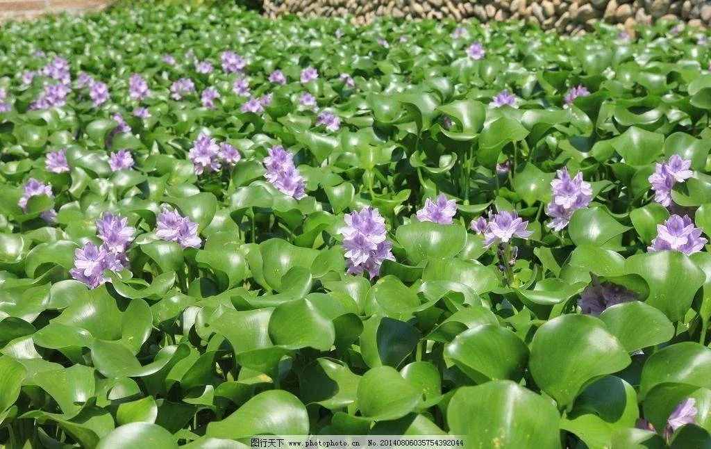 水葫芦因繁殖力强容易泛滥，但其饲用、药用、观赏价值高，值得关注