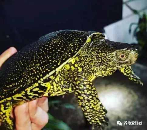 家庭养龟，有几个注意点还是要留意的