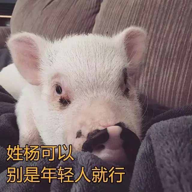 有这么一种性格的女生，叫“猪猪女孩”