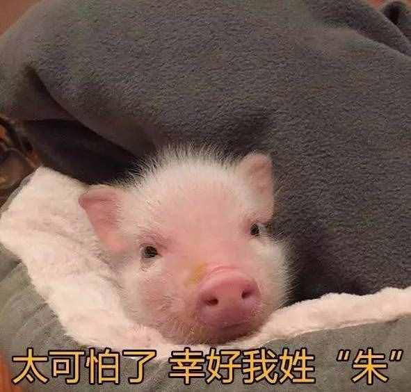 有这么一种性格的女生，叫“猪猪女孩”