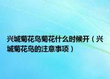 兴城菊花岛菊花什么时候开（兴城菊花岛的注意事项）