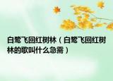 白鹭飞回红树林（白鹭飞回红树林的歌叫什么急需）