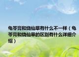 龟苓膏和烧仙草有什么不一样（龟苓膏和烧仙草的区别有什么详细介绍）