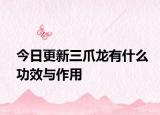 今日更新三爪龙有什么功效与作用