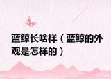 蓝鲸长啥样（蓝鲸的外观是怎样的）