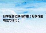 月季花的功效与作用（月季花的功效与作用）