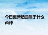 今日更新酒曲属于什么菌种