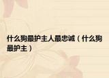 什么狗最护主人最忠诚（什么狗最护主）