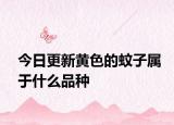 今日更新黄色的蚊子属于什么品种