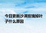 今日更新沙漠玫瑰掉叶子什么原因