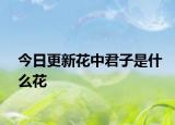 今日更新花中君子是什么花