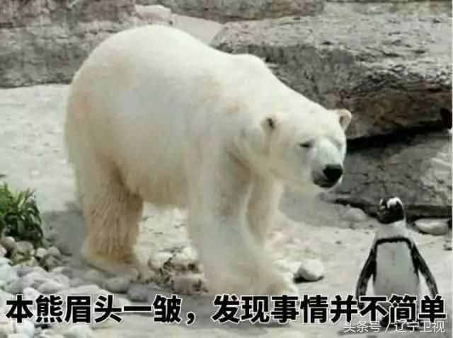 北极熊为什么不吃企鹅？因为北极的企鹅被人类吃光了