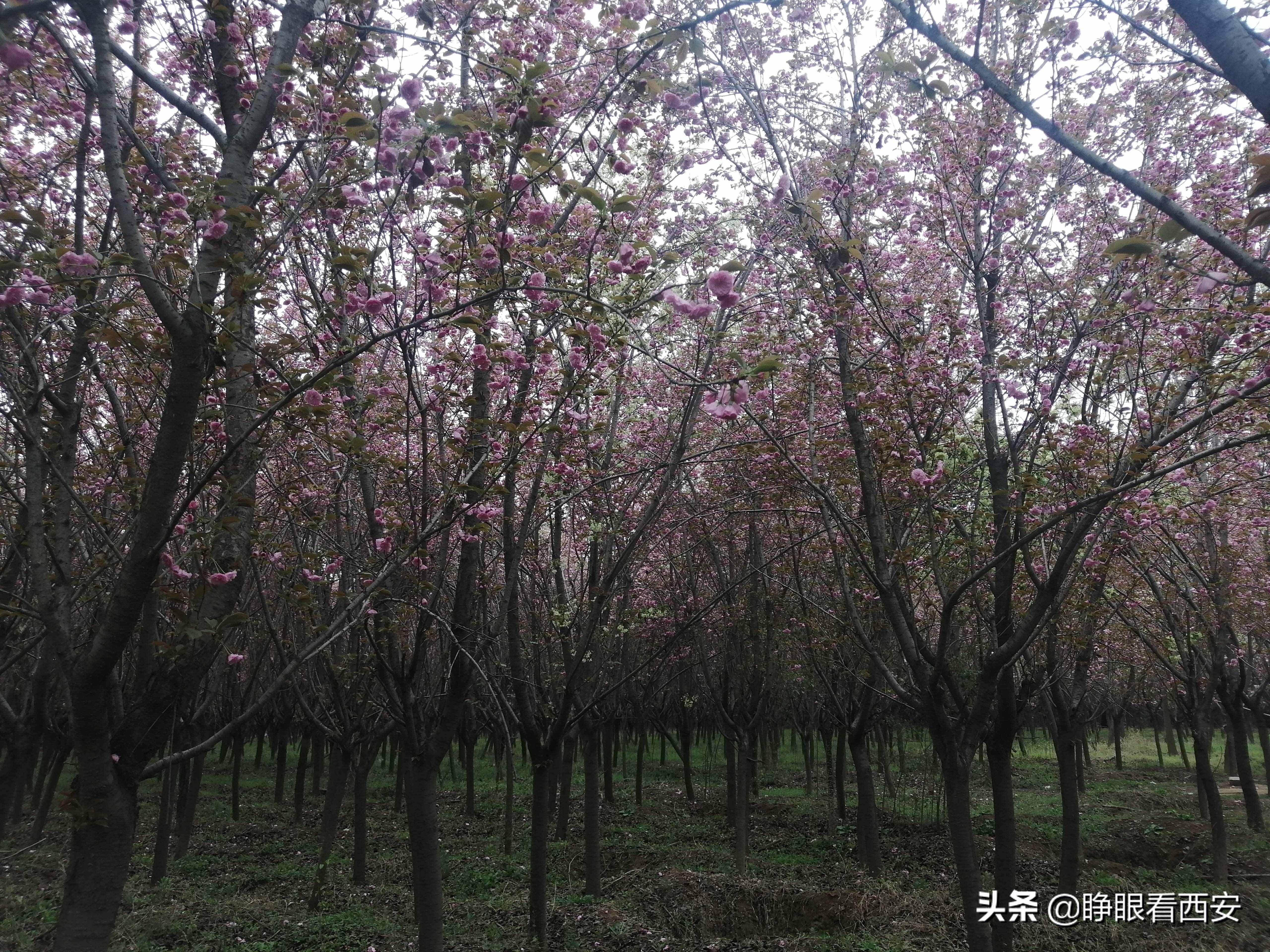 秦·阿房宫遗址：世界最大的宫殿基址，一个前殿相当于90个足球场