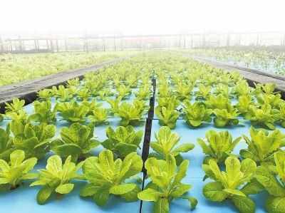 “水培蔬菜”惊艳观摩会
