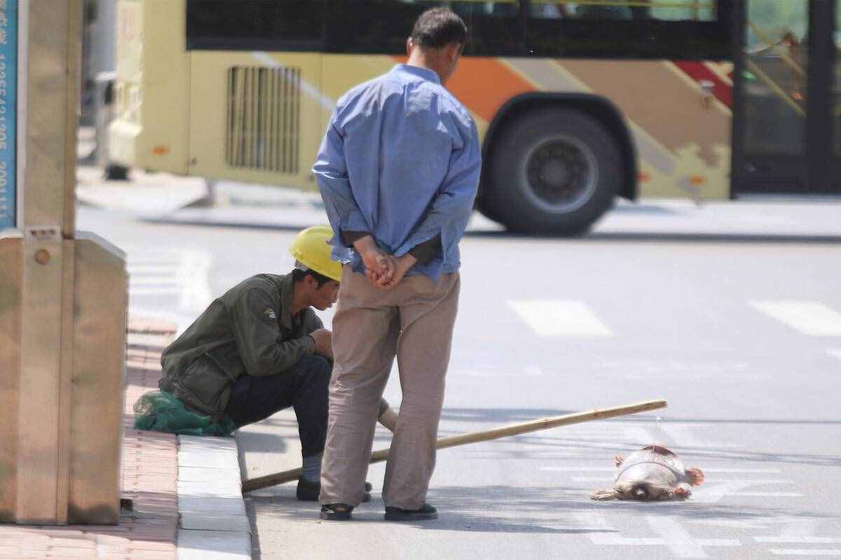 鱼目混珠的珍珠鳖：感谢老铁放生，我已入侵多省市，黄河或已泛滥