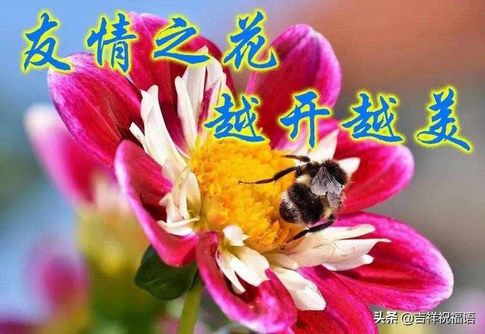 11月13日清晨早安问候简短语句，发朋友圈最暖心的祝福句子