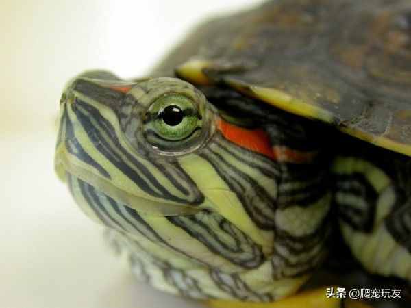 如果你的龟出现眼部疾病，如何给你的龟涂药？