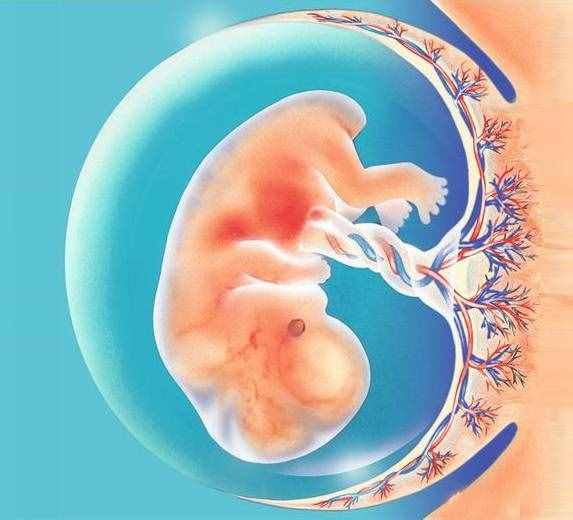 孕早期胎儿发育过程，怎么做能促进孕囊发育？刚怀孕的孕妈了解