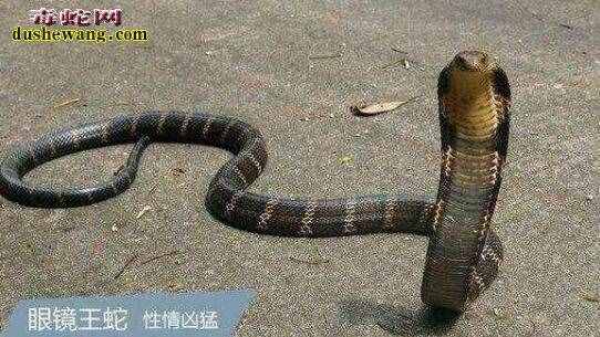 中国54种毒蛇图片名字