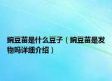豌豆苗是什么豆子（豌豆苗是发物吗详细介绍）