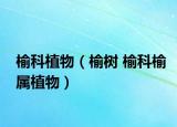 榆科植物（榆树 榆科榆属植物）