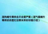 湿热喝牛蒡茶会不会更严重（湿气重喝牛蒡茶好还是红豆薏米茶好详细介绍）