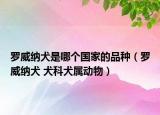 罗威纳犬是哪个国家的品种（罗威纳犬 犬科犬属动物）