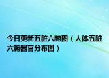 今日更新五脏六腑图（人体五脏六腑器官分布图）