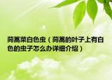 茼蒿菜白色虫（茼蒿的叶子上有白色的虫子怎么办详细介绍）