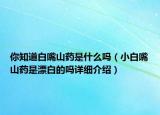 你知道白嘴山药是什么吗（小白嘴山药是漂白的吗详细介绍）
