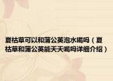 夏枯草可以和蒲公英泡水喝吗（夏枯草和蒲公英能天天喝吗详细介绍）