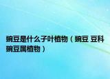 豌豆是什么子叶植物（豌豆 豆科豌豆属植物）