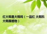 红大戟是大戟吗（一品红 大戟科大戟属植物）