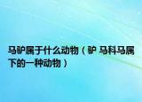 马驴属于什么动物（驴 马科马属下的一种动物）