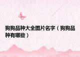 狗狗品种大全图片名字（狗狗品种有哪些）