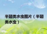 半翅类水虫图片（半翅类水虫）