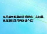 车前草鱼腥草能助睡眠吗（车前草鱼腥草能外用吗详细介绍）