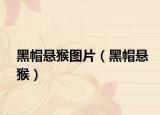 黑帽悬猴图片（黑帽悬猴）