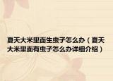 夏天大米里面生虫子怎么办（夏天大米里面有虫子怎么办详细介绍）