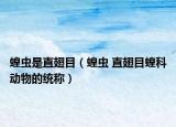 蝗虫是直翅目（蝗虫 直翅目蝗科动物的统称）