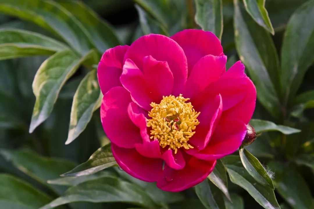 三月三上巳节