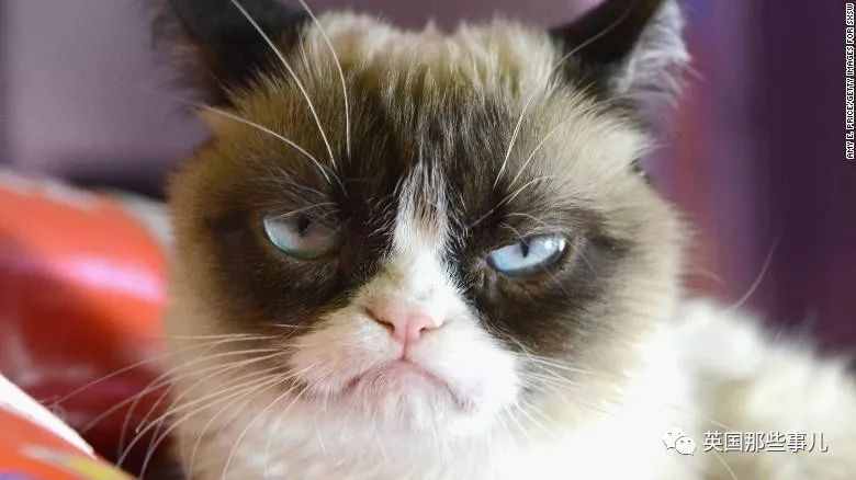 凭一张不爽脸走红网络，这只给我们贡献了无数欢乐的不爽猫，RIP