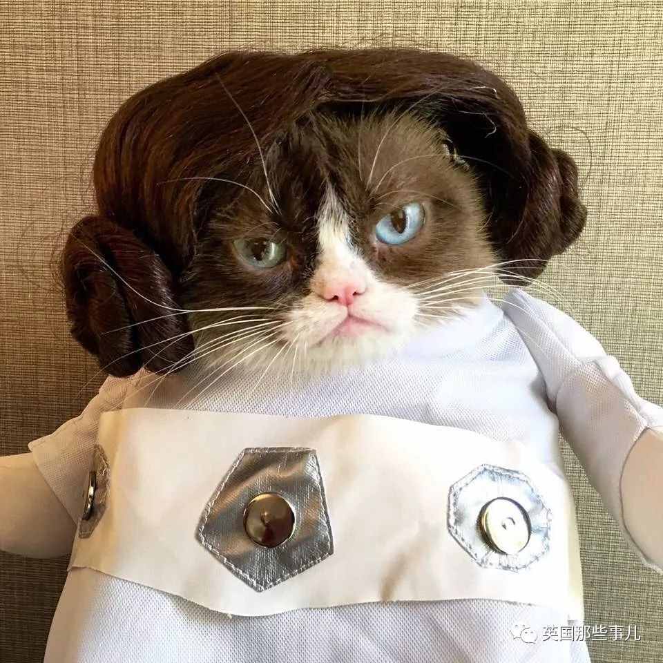 凭一张不爽脸走红网络，这只给我们贡献了无数欢乐的不爽猫，RIP