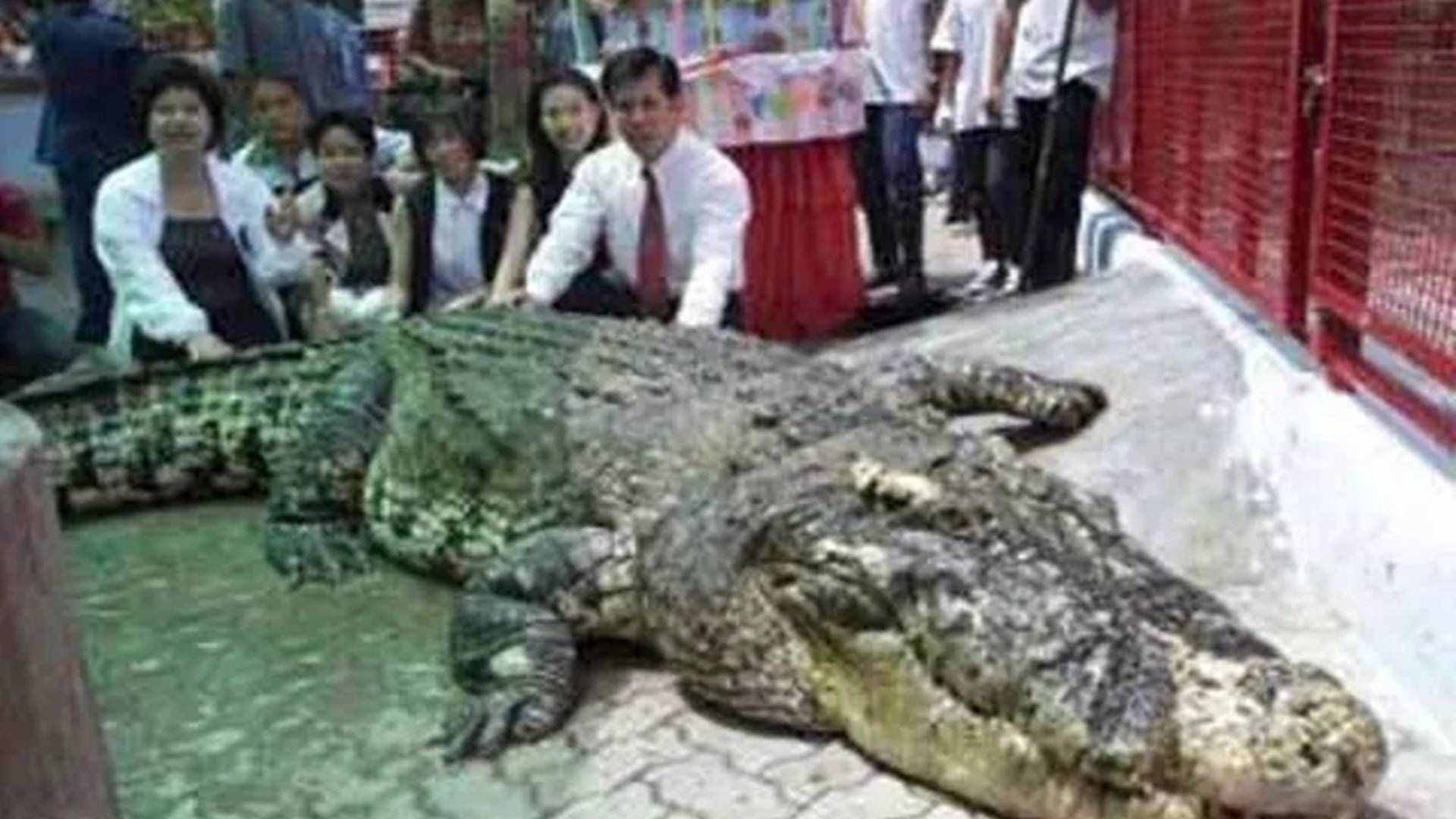 盘点史上最大的10头鳄鱼，洛龙重达1吨，东北虎在它面前不堪一击