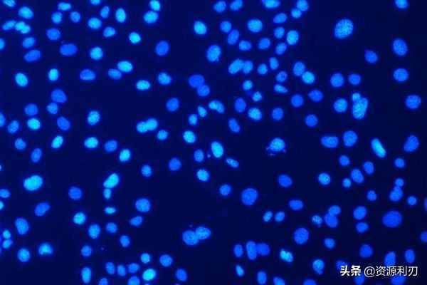 ImageJ使用教程之自动细胞计数篇