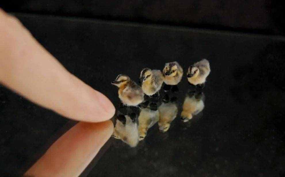 每日成语故事