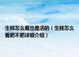 生蚝怎么看出是活的（生蚝怎么看肥不肥详细介绍）