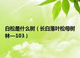 白松是什么树（长白落叶松母树林—103）
